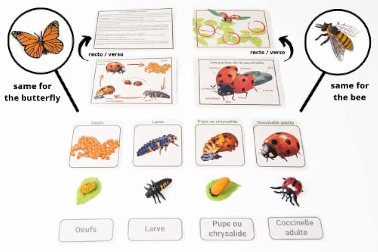 PACHA ECHECS® – Cycle de Vie d’Insectes – Matériel Éducatif Montessori pour Apprendre l’évolution | Outil pédagogique | Anatomie | Biologie – Figurines réalistes | Simulation de la Croissance 9YQ6PC1t